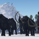 Illustration for article titled The last mammoths died out just 3600 years ago...but they should have survived